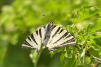 Iphiclides podalirius