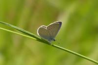 Cupido minimus