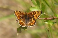 Melitaea phoebe