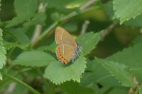 Satyrium pruni
