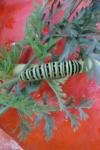 Papilio machaon