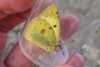 Colias hyale/alfacariensis