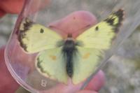 Colias hyale/alfacariensis