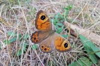 Lasiommata maera