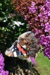 Vanessa atalanta