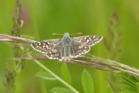 Pyrgus alveus/armoricanus