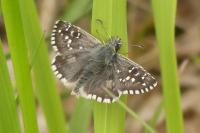 Pyrgus alveus/armoricanus