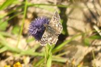 Pyrgus malvae