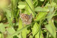 Pyrgus malvae