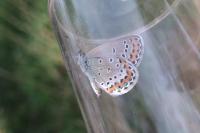 Plebejus argyrognomon