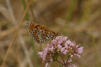Melitaea didyma