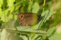 Erebia medusa
