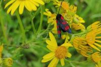Zygaena filipendulae
