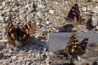 Apatura ilia ilia