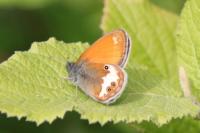Coenonympha arcania