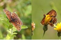 Melitaea aurelia