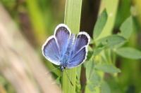 Plebejus argus