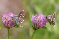 Spialia sertorius