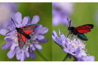 Zygaena filipendulae/transalpina