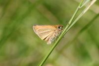 Thymelicus lineola