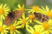 Melitaea athalia/celadussa