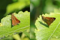 Ochlodes sylvanus