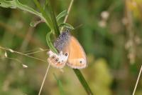 Coenonympha arcania