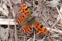Polygonia c-album