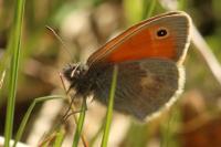 Coenonympha pamphilus