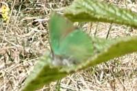 Callophrys rubi