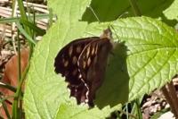 Pararge aegeria