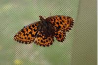 Boloria dia