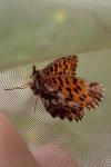 Boloria dia