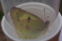 Colias hyale/alfacariensis