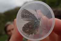 Lysandra bellargus