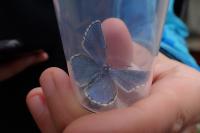 Lysandra bellargus
