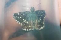 Pyrgus malvae