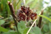 Araschnia levana