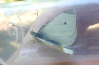 Pieris rapae