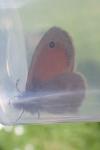 Coenonympha pamphilus
