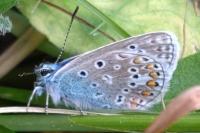 Polyommatus icarus