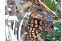 Euphydryas aurinia aurinia