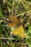 Euphydryas aurinia