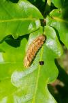 Quercusia quercus