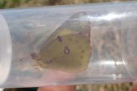 Colias hyale/alfacariensis