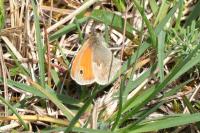 Coenonympha pamphilus