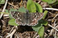 Pyrgus malvae