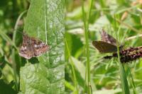 Erynnis tages