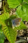 Aricia agestis