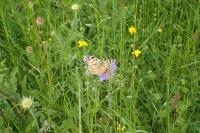 Vanessa cardui